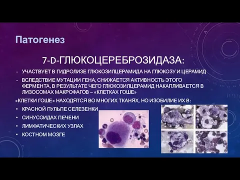 Патогенез 7-D-ГЛЮКОЦЕРЕБРОЗИДАЗА: УЧАСТВУЕТ В ГИДРОЛИЗЕ ГЛЮКОЗИЛЦЕРАМИДА НА ГЛЮКОЗУ И ЦЕРАМИД ВСЛЕДСТВИЕ