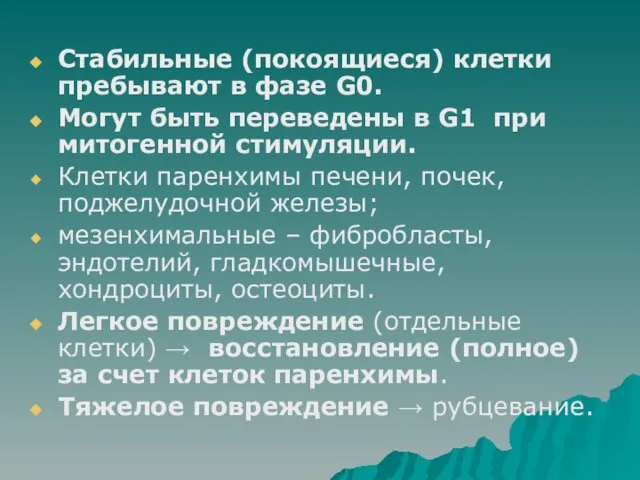 Стабильные (покоящиеся) клетки пребывают в фазе G0. Могут быть переведены в