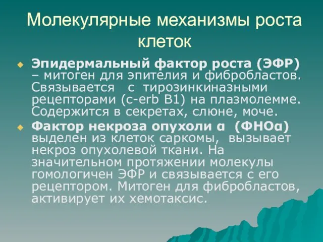 Молекулярные механизмы роста клеток Эпидермальный фактор роста (ЭФР) – митоген для