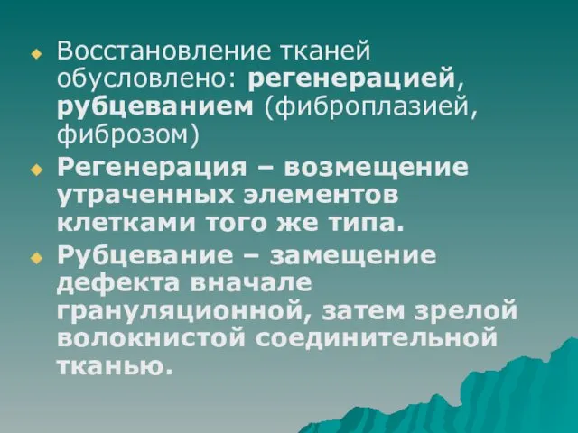 Восстановление тканей обусловлено: регенерацией, рубцеванием (фиброплазией, фиброзом) Регенерация – возмещение утраченных