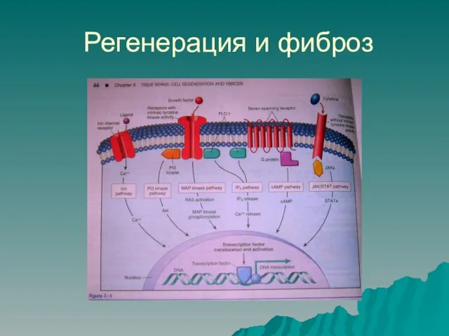 Регенерация и фиброз