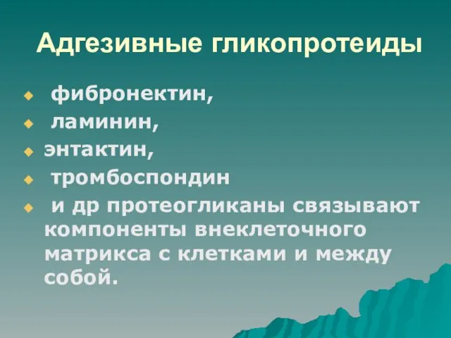 Адгезивные гликопротеиды фибронектин, ламинин, энтактин, тромбоспондин и др протеогликаны связывают компоненты