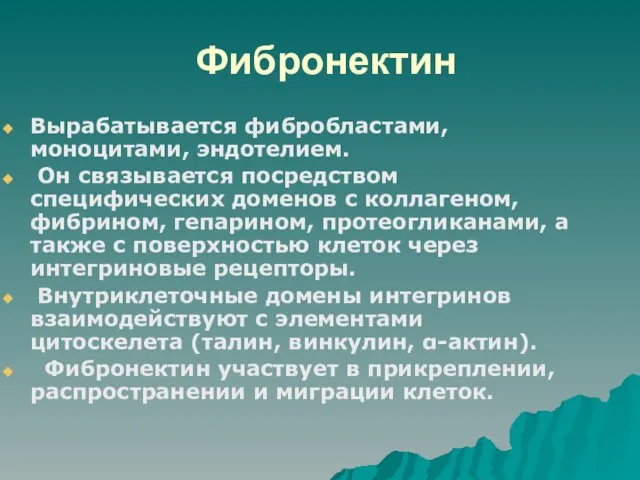 Фибронектин Вырабатывается фибробластами, моноцитами, эндотелием. Он связывается посредством специфических доменов с