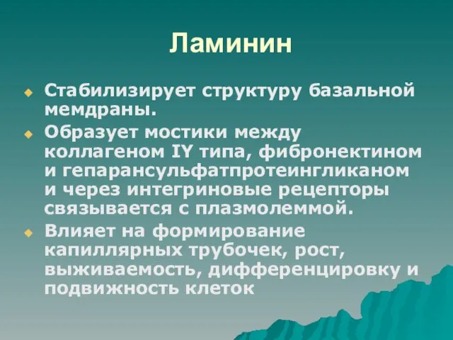 Ламинин Стабилизирует структуру базальной мемдраны. Образует мостики между коллагеном IY типа,