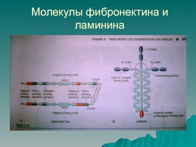 Молекулы фибронектина и ламинина