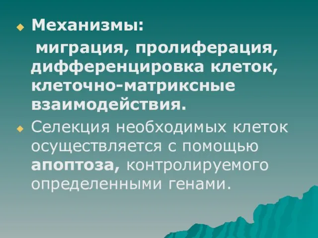 Механизмы: миграция, пролиферация, дифференцировка клеток, клеточно-матриксные взаимодействия. Селекция необходимых клеток осуществляется