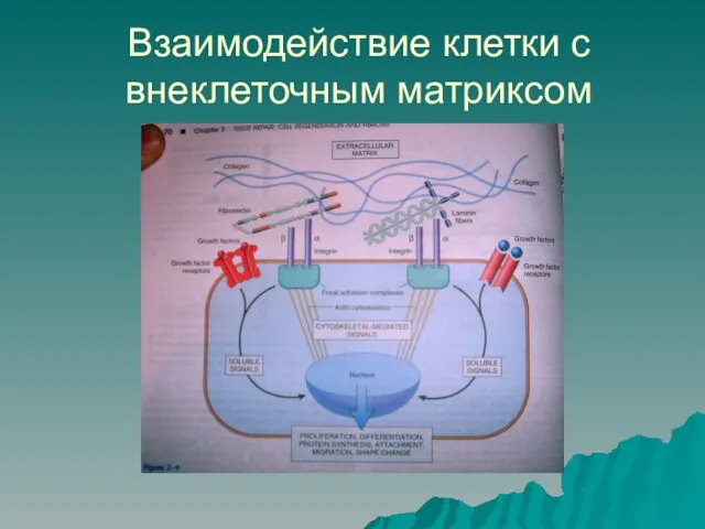 Взаимодействие клетки с внеклеточным матриксом