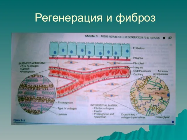 Регенерация и фиброз