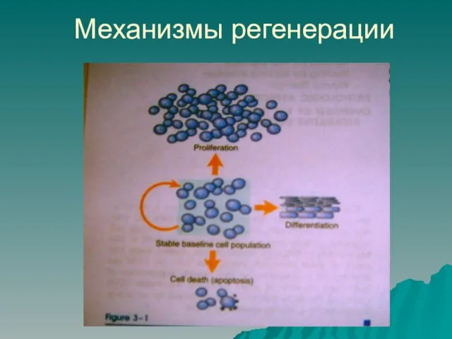 Механизмы регенерации