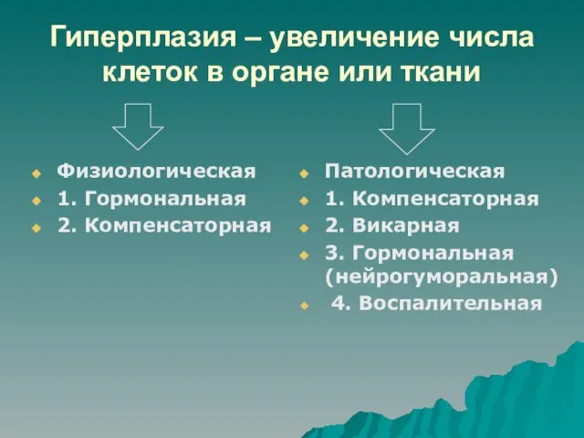 Гиперплазия – увеличение числа клеток в органе или ткани Физиологическая 1.