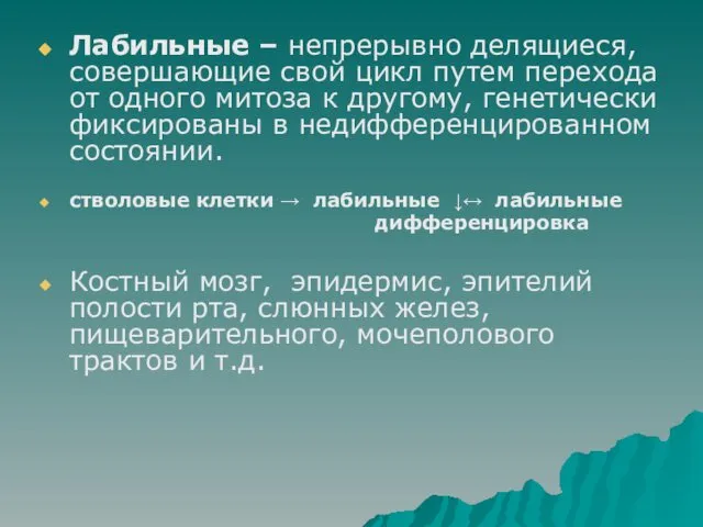 Лабильные – непрерывно делящиеся, совершающие свой цикл путем перехода от одного