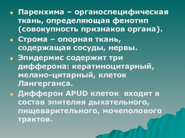 Паренхима – органоспецифическая ткань, определяющая фенотип (совокупность признаков органа). Строма –