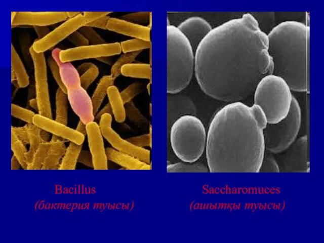 Bacillus (бактерия туысы) Saccharomuces (ашытқы туысы)