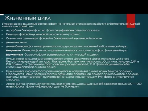 Жизненный цикл Умеренные и вирулентные бактериофаги на начальных этапах взаимодействия с