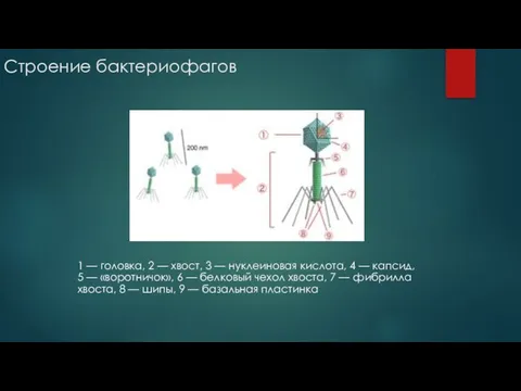 Строение бактериофагов 1 — головка, 2 — хвост, 3 — нуклеиновая