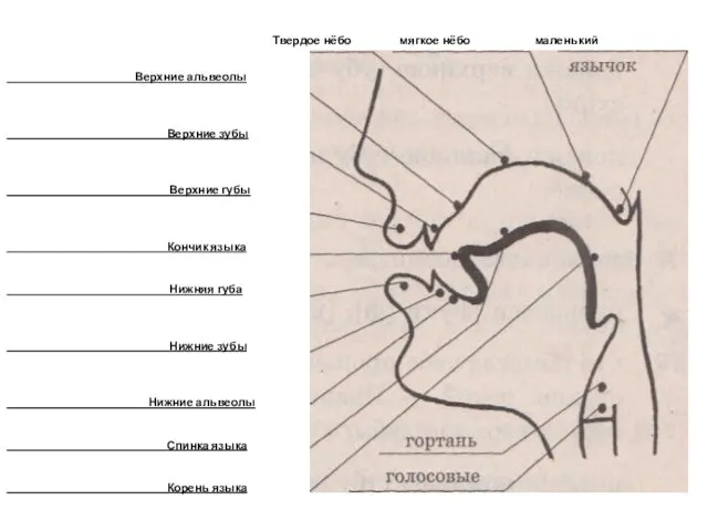 Твердое нёбо мягкое нёбо маленький Верхние альвеолы Верхние зубы Верхние губы