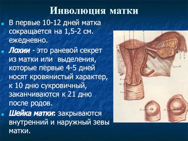 Инволюция матки В первые 10-12 дней матка сокращается на 1,5-2 см.