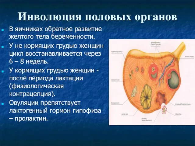 Инволюция половых органов В яичниках обратное развитие желтого тела беременности. У