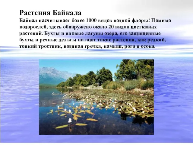 Растения Байкала Байкал насчитывает более 1000 видов водной флоры! Помимо водорослей,