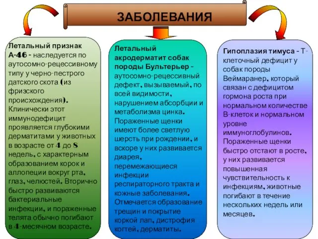 Летальный признак А-46 - наследуется по аутосомно-рецессивному типу у черно-пестрого датского