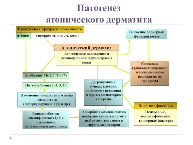 Патогенез атопического дерматита