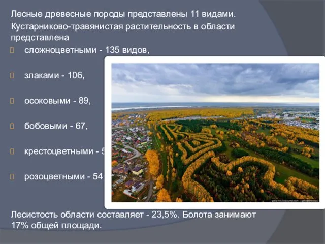 Лесные древесные породы представлены 11 видами. Кустарниково-травянистая растительность в области представлена