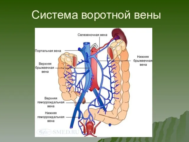 Система воротной вены