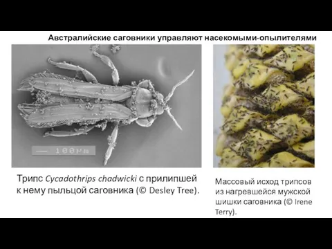 Австралийские саговники управляют насекомыми-опылителями Трипс Cycadothrips chadwicki с прилипшей к нему