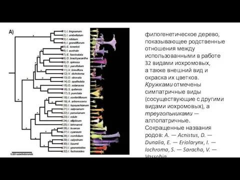 филогенетическое дерево, показывающее родственные отношения между использованными в работе 32 видами