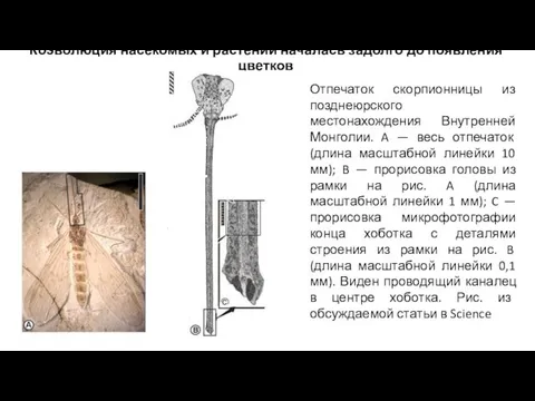 Коэволюция насекомых и растений началась задолго до появления цветков Отпечаток скорпионницы