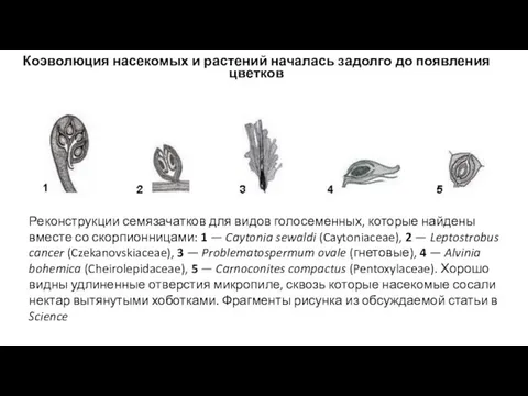 Коэволюция насекомых и растений началась задолго до появления цветков Реконструкции семязачатков