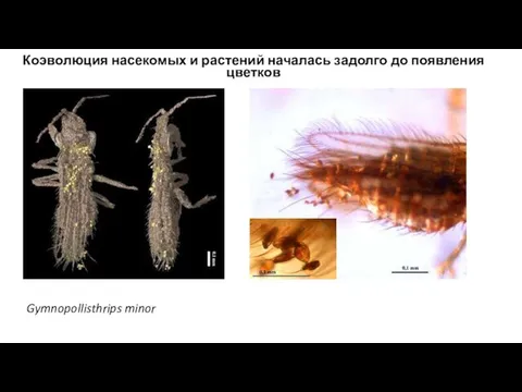 Gymnopollisthrips minor Коэволюция насекомых и растений началась задолго до появления цветков