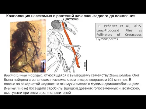 Buccinatormyia magnifica, относящаяся к вымершему семейству Zhangsolvidae. Она была найдена в