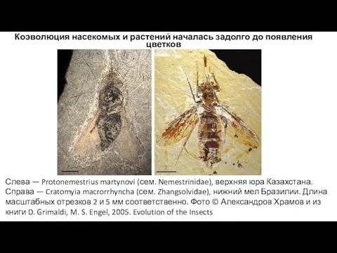 Слева — Protonemestrius martynovi (сем. Nemestrinidae), верхняя юра Казахстана. Справа —