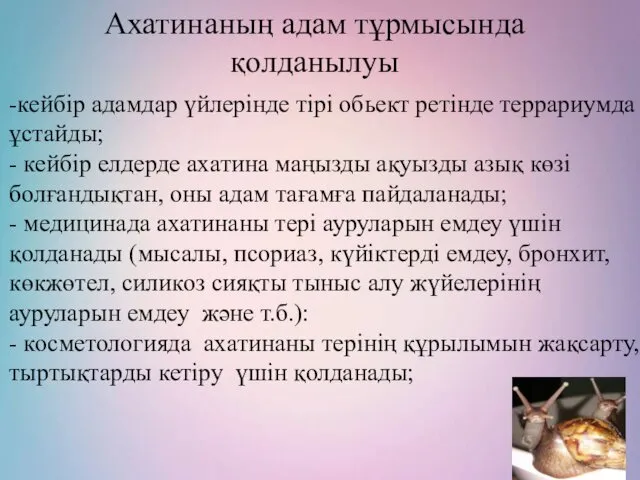 Ахатинаның адам тұрмысында қолданылуы -кейбір адамдар үйлерінде тірі обьект ретінде террариумда