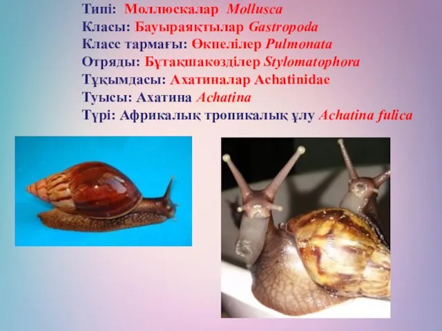 Типі: Моллюскалар Mollusca Класы: Бауыраяқтылар Gastropoda Класс тармағы: Өкпелілер Pulmonata Отряды: