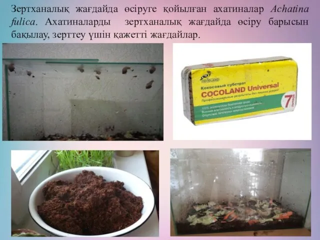 Зертханалық жағдайда өсіруге қойылған ахатиналар Achatina fulica. Ахатиналарды зертханалық жағдайда өсіру