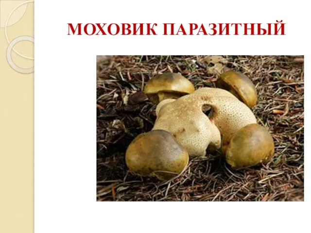 МОХОВИК ПАРАЗИТНЫЙ