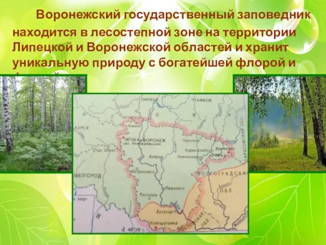 Воронежский государственный заповедник находится в лесостепной зоне на территории Липецкой и