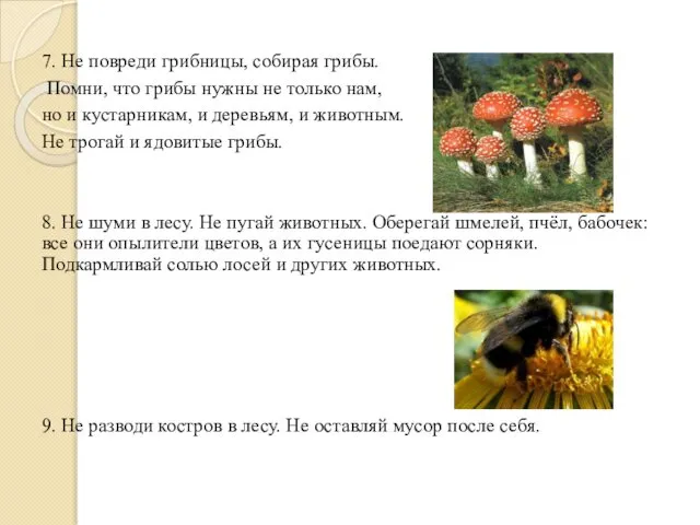 7. Не повреди грибницы, собирая грибы. Помни, что грибы нужны не