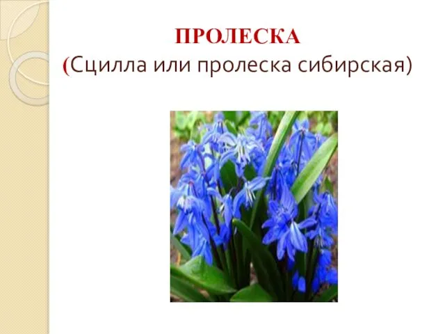 ПРОЛЕСКА (Сцилла или пролеска сибирская)