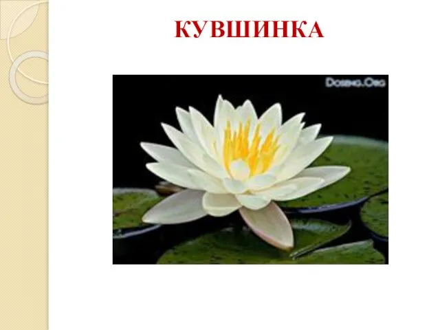 КУВШИНКА