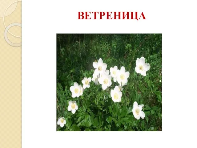 ВЕТРЕНИЦА