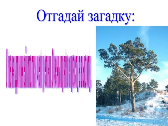 У меня длинней иголки чем у елки. Очень прямо я расту в высоту. Отгадай загадку: