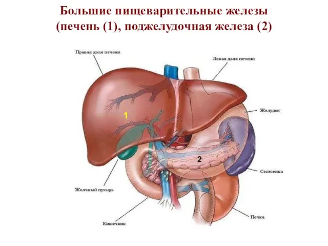 Большие пищеварительные железы (печень (1), поджелудочная железа (2) 1 2