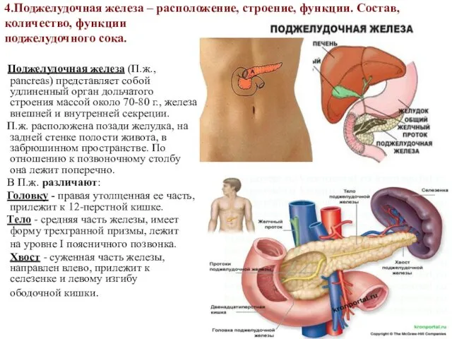 4.Поджелудочная железа – расположение, строение, функции. Состав, количество, функции поджелудочного сока.