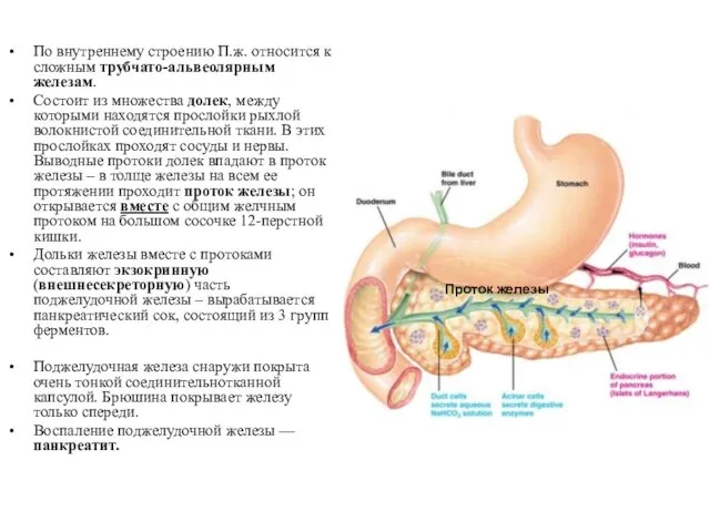 По внутреннему строению П.ж. относится к сложным трубчато-альвеолярным железам. Состоит из