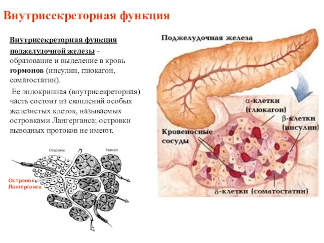 Внутрисекреторная функция Внутрисекреторная функция поджелудочной железы - образование и выделение в