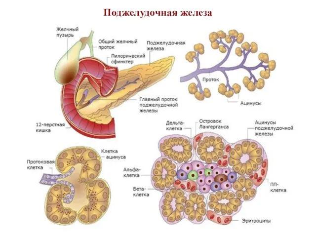 Поджелудочная железа