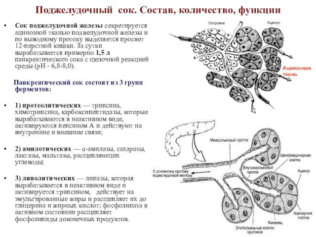 Поджелудочный сок. Состав, количество, функции Сок поджелудочной железы секретируется ацинозной тканью